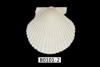 藏品(海扇蛤)的圖片